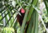 biodiversitet