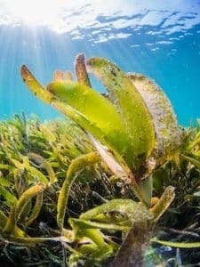 seagrass-underwater-sea-grass-sunlight