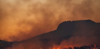 Skovbrand.