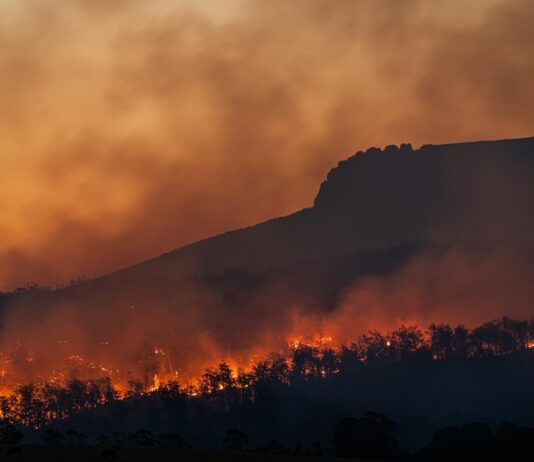 Skovbrand.