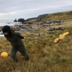 Iceland removing fisherman net