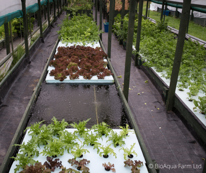 Aquaponics