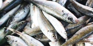 UN Visuals: Fisheries banner