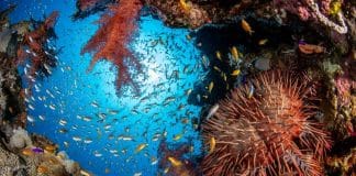 Ocean coral and fish