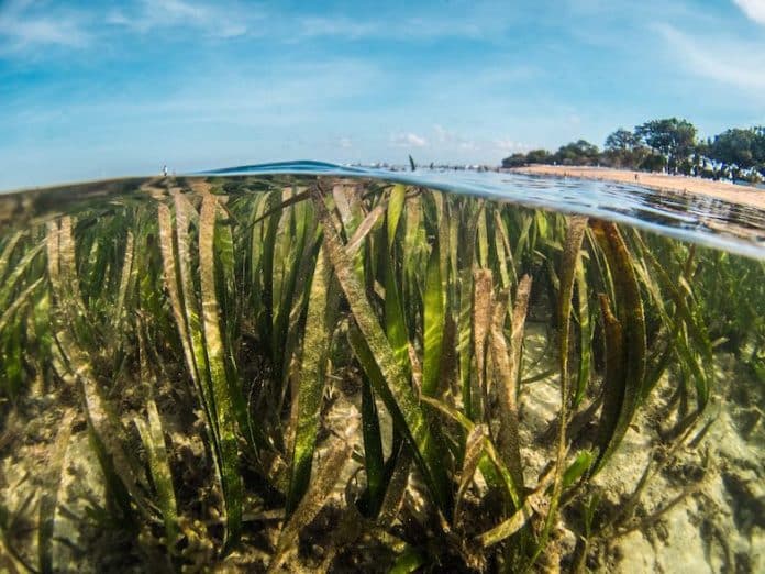 Seagrass plants underwater with a beach in the background