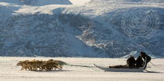 A sleigh run by dogs in a winter landscape