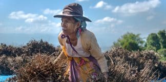 A woman in a field of crop