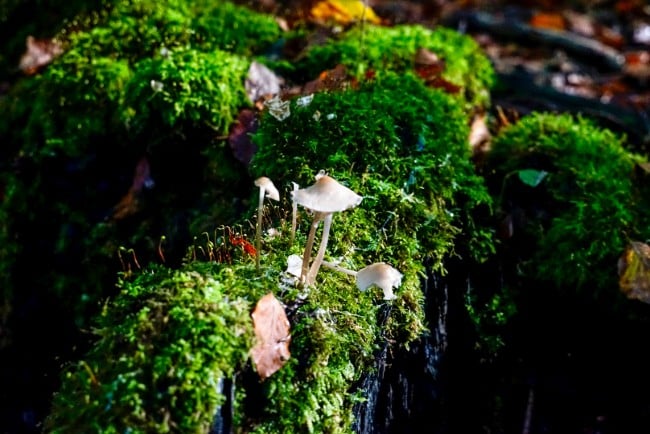 Mushrooms on the UN Sonian Trail