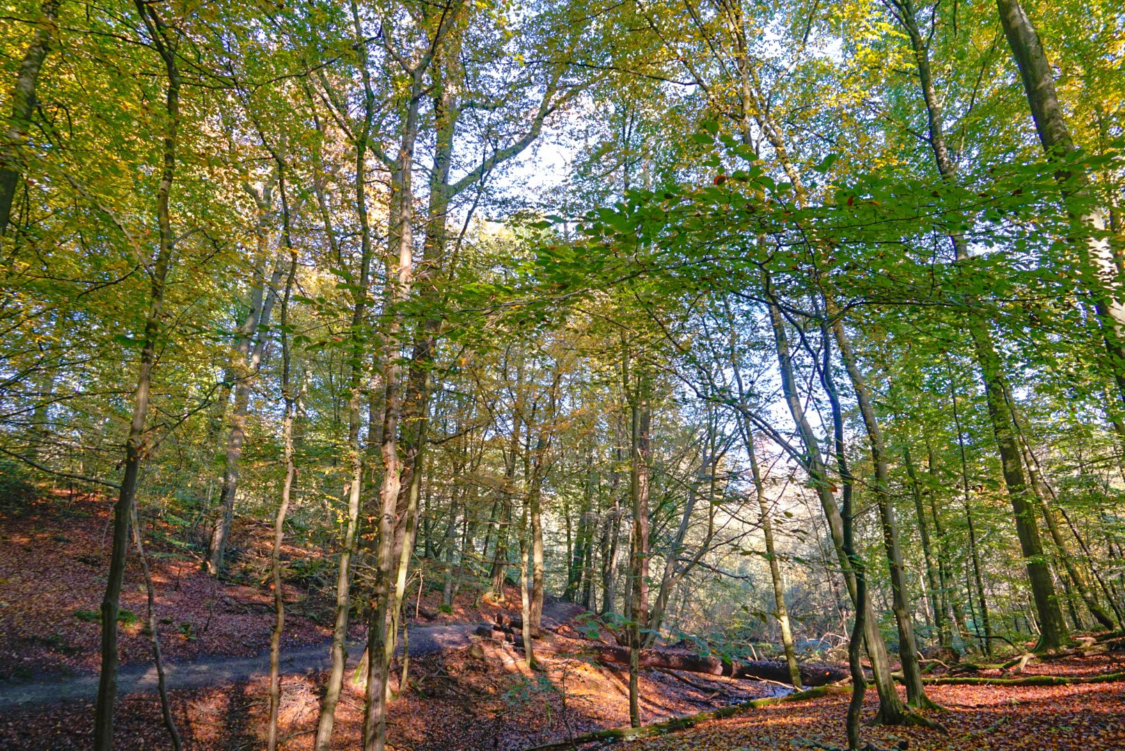 Sonian Forest Trail