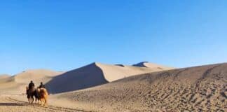 Camels on the silk road