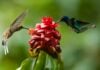 Birds feeding on nectar from plant