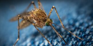 Kohti maailmaa ilman malariaa Malaria