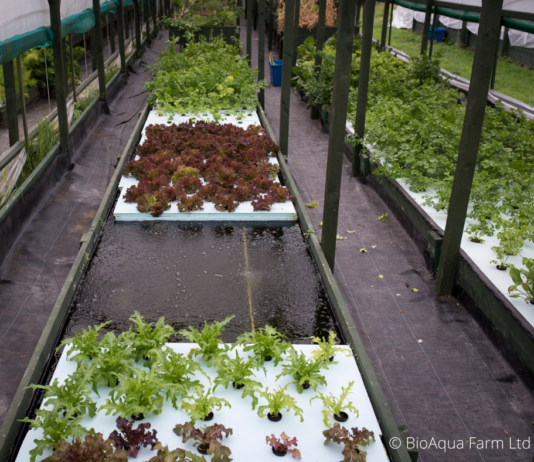 Aquaponics: Uutta ruuantuotantoa muinaisesta viisaudesta Akvaponinen viljely