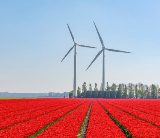 Eoliennes et champ de fleurs