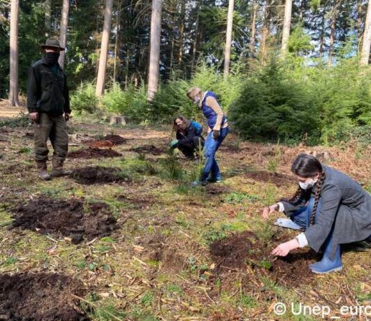 des personnes plantent des arbres à l'arboretum de tervuren