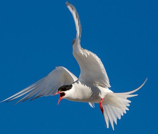 Oiseaux migratoires : Les sternes arctiques protègent leur progéniture de manière extrêmement agressive.