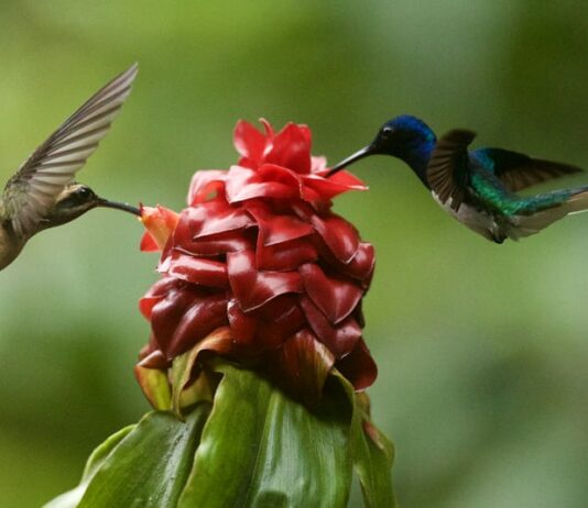 Deux oiseaux qui butinent pour représenter la COP15 biodiversité - COP26 climat