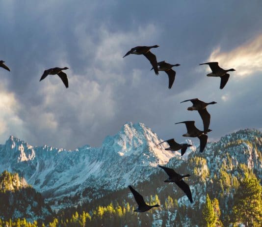 vol d'oiseaux migrateurs sur fond de montagne