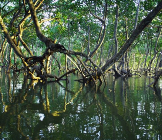 Les mangroves: protections naturelles des côtes
