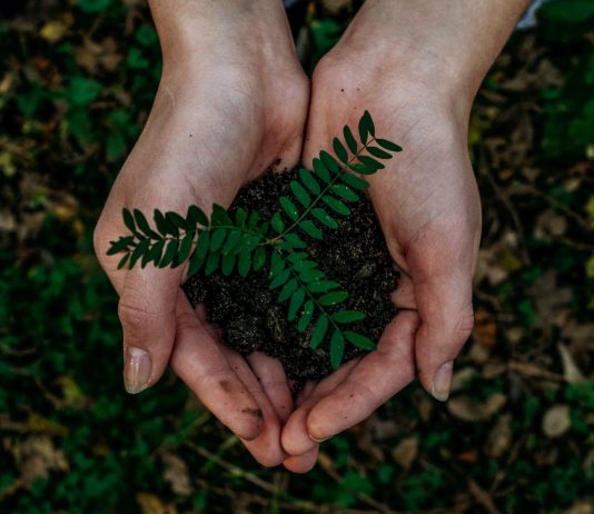 Invitation à la conférence-débat : les résultats de la COP15 mains tenant une petite plante