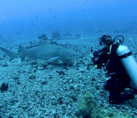 Anne Sophie qui nage avec un requin