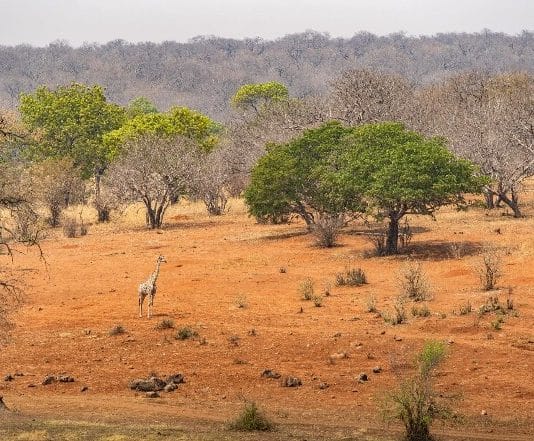 savane afrique changement climatique
