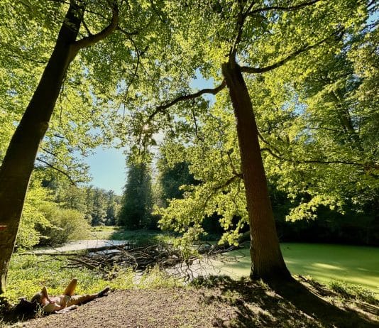 Forêt de Soignes