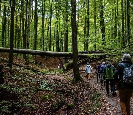 Le sentier de l'ONU dans la forêt de Soignes, à Bruxelles. © UNRIC