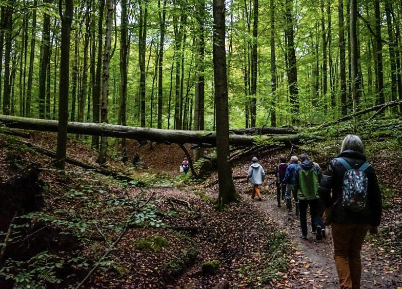 Le sentier de l'ONU dans la forêt de Soignes, à Bruxelles. © UNRIC
