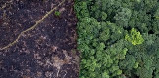 Déforestation