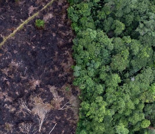 Déforestation