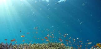 Banc de poissons dans l'océan