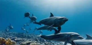 Requins dans l'océan. extrait du film de Sir david Attenborough "appel de l'océan"