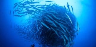 Banc de poisson en forme de spirale. Photo d'illustration pour l'ouverture de la Conférence sur les océans UNOC à Nice