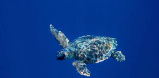 Tortue dans l'océan