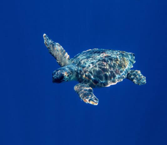 Tortue dans l'océan