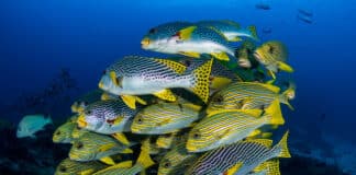 Poissons dans l'océan