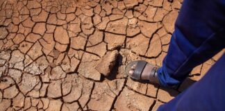 COP17 lutte contre la désertification