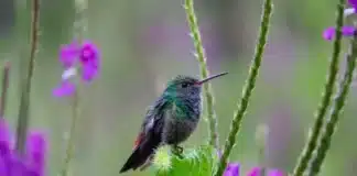 COP 17, COP 31 : pourquoi deux COP ? oiseau sur une branche