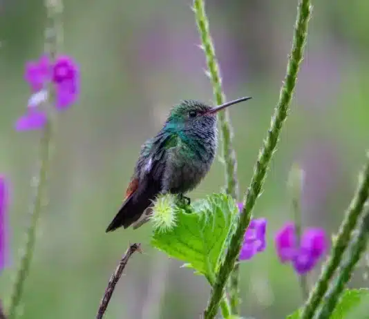 oiseau sur une branche