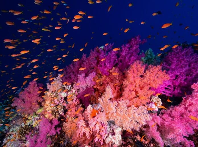 Mjúkir kóralar, Rauðahaf, Egyptaland: Mynd: Cinzia Osele Bismarck / Ocean Image Bank