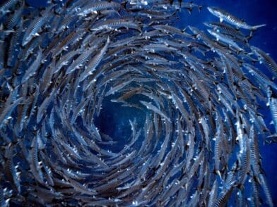 Fiskitorfa, Yonaguni, Japan: Mynd: Masayuki Agawa / Ocean Image Bank