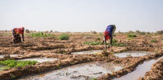 L'immagine mostra un Agricoltore del Niger che coltiva sotto al sole