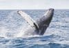 In the picture, a whale is swimming in the ocean