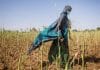 COP: Da dove viene e dove sta andando? - IFAD