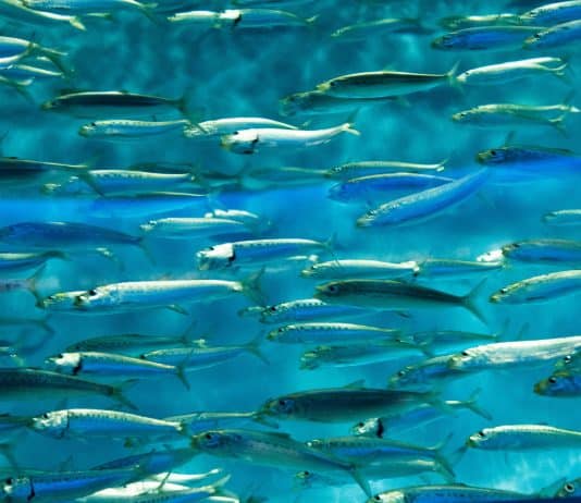 Rapporto FAO: la produzione mondiale della pesca e dell’acquacoltura raggiunge un nuovo record.
