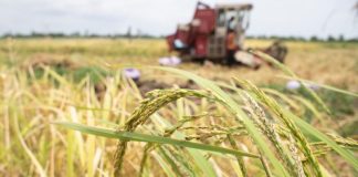 un campo che viene coltivato
