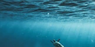 ocean turtle swimming