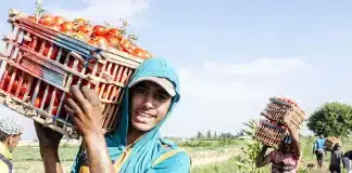 Lo status dei giovani nei sistemi agroalimentari: un nuovo rapporto FAO evidenzia criticità e prospettive per 1,3 miliardi di giovani Giovani lavoratori agricoli trasportano cesti pieni di pomodori in un campo, durante la raccolta nell'ambito di un programma della FAO