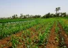 Campi coltivati in Africa
